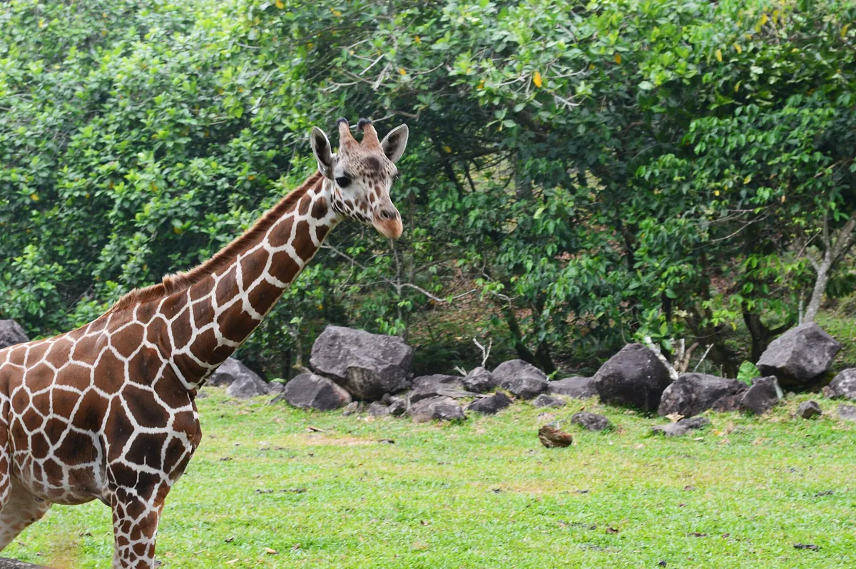 Taman Safari Indonesia 2