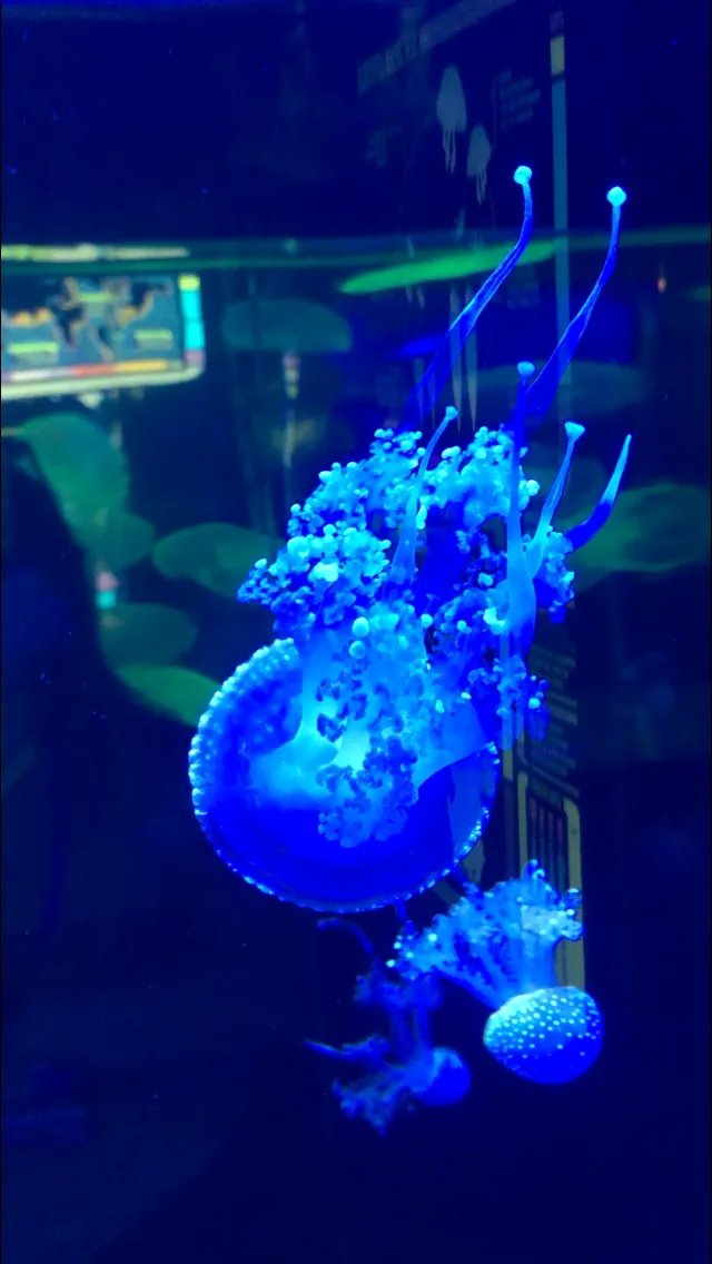 Aquarium of Niagara