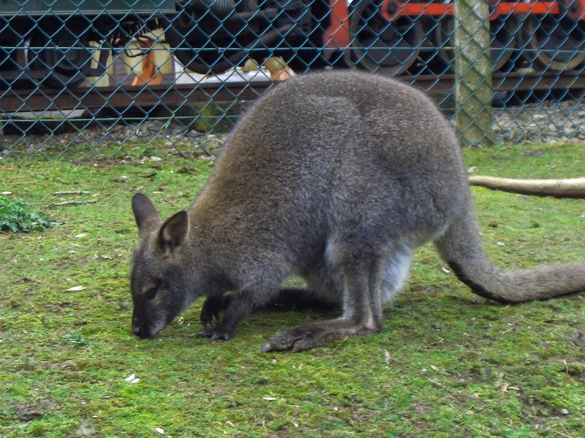 Combe Martin Wildlife and Dinosaur Park