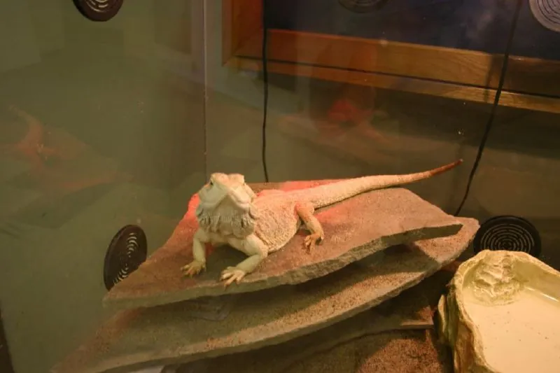 Lake Superior Zoo