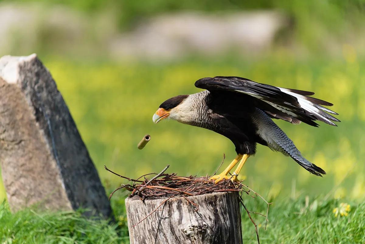 Hawk Conservancy Trust
