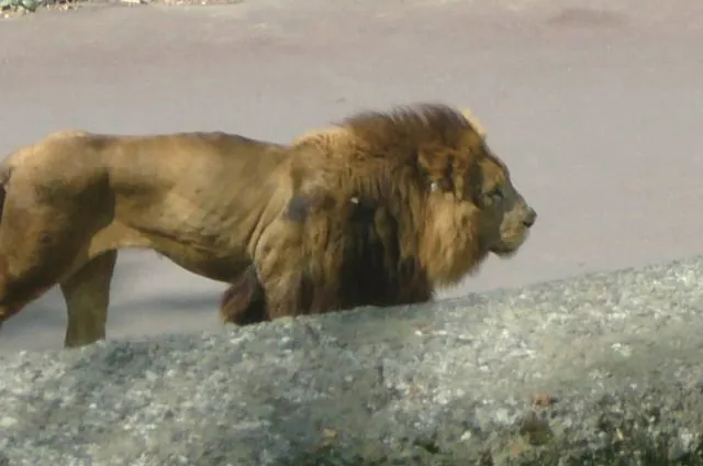 Gunma Safari Park