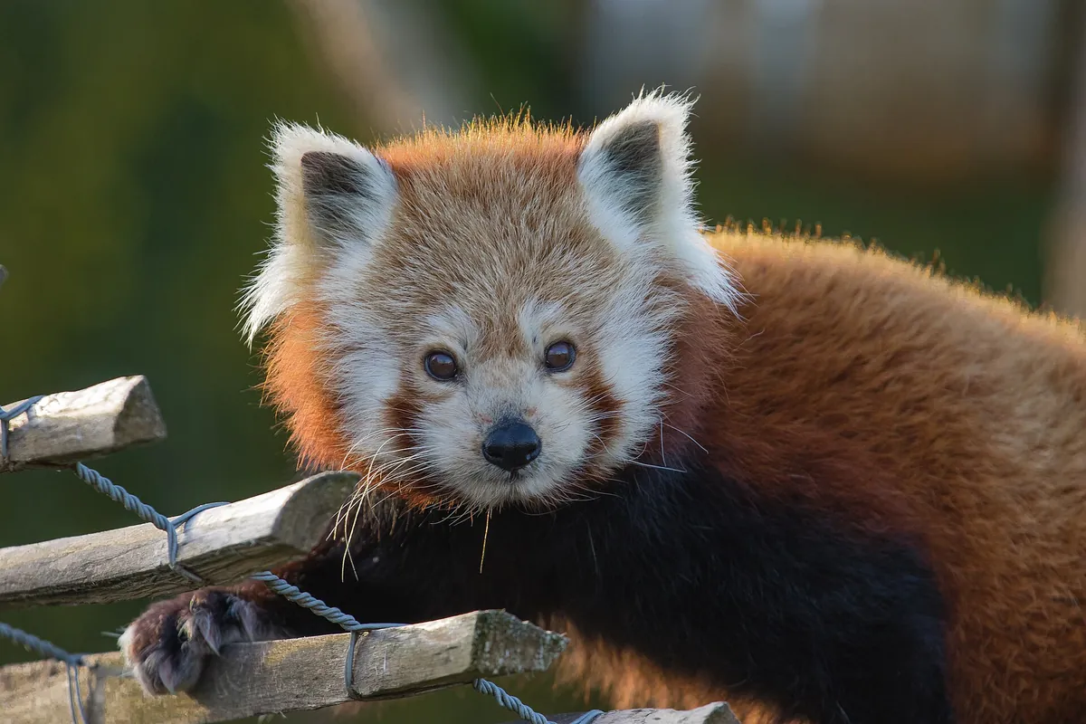 ZooParc Overloon