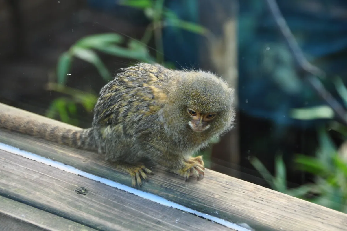 Shaldon Zoo
