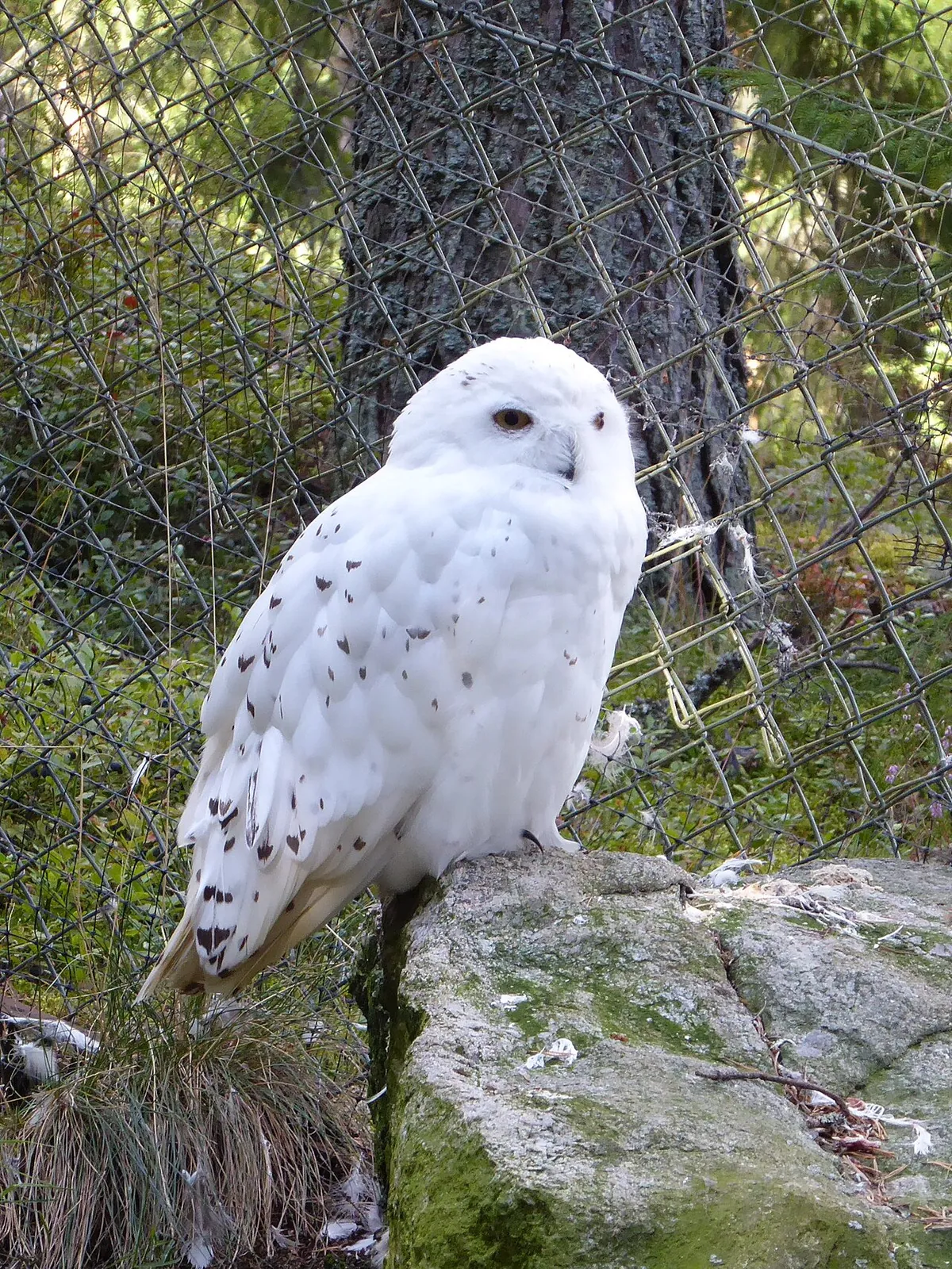 Järvzoo