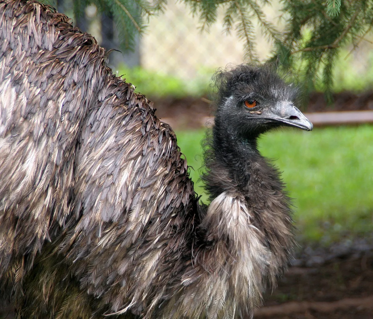 Lake Superior Zoo