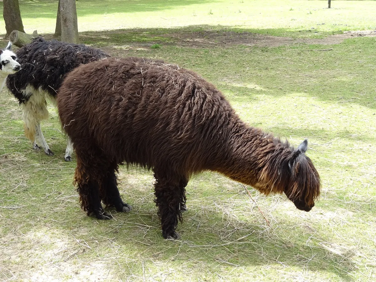 Tierpark Klosterwald