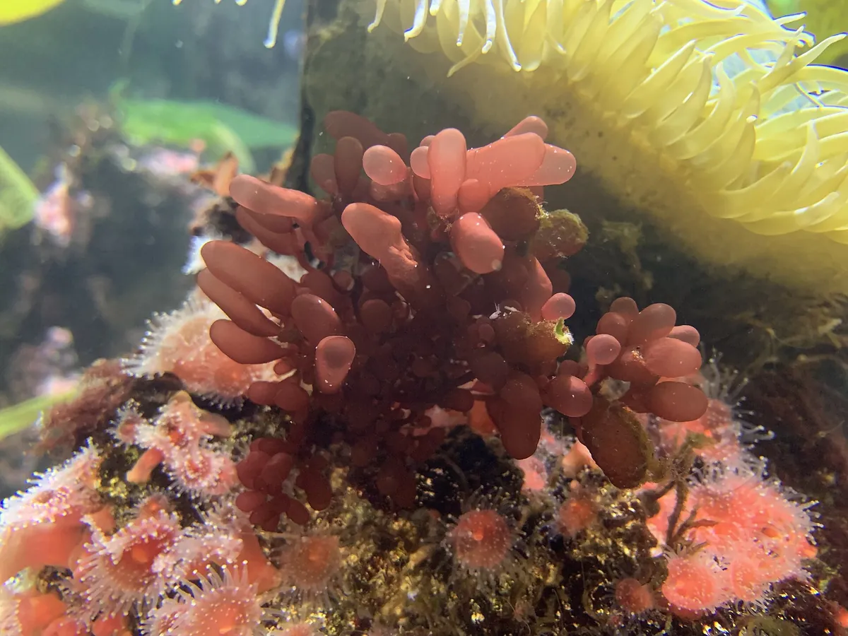 Aquarium of the Bay