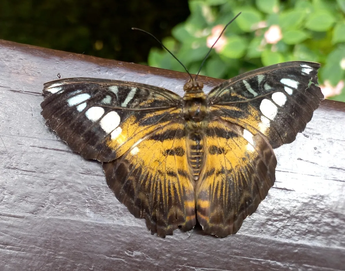 Butterfly Creek