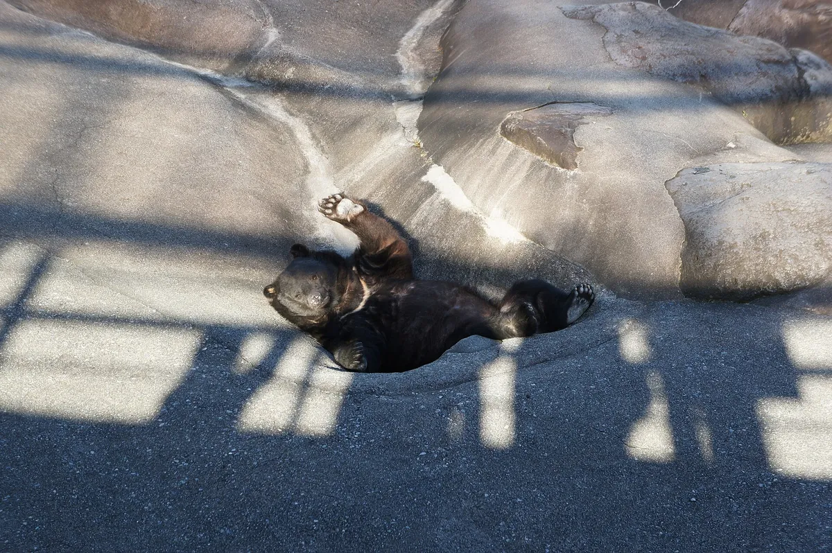 Okuhida Bear Park