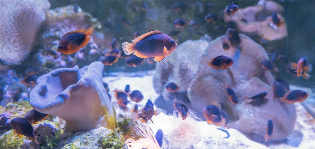 AquaRio