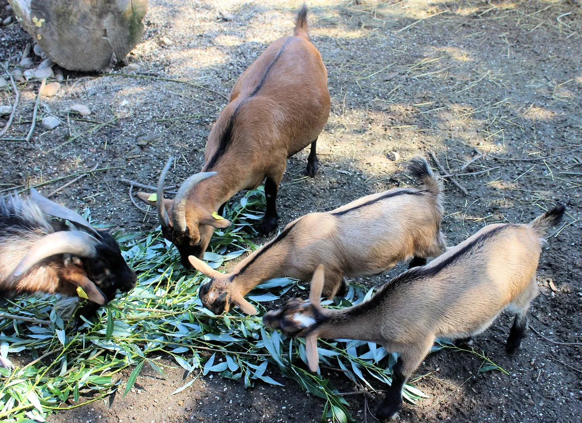 Tierpark Bad Kösen