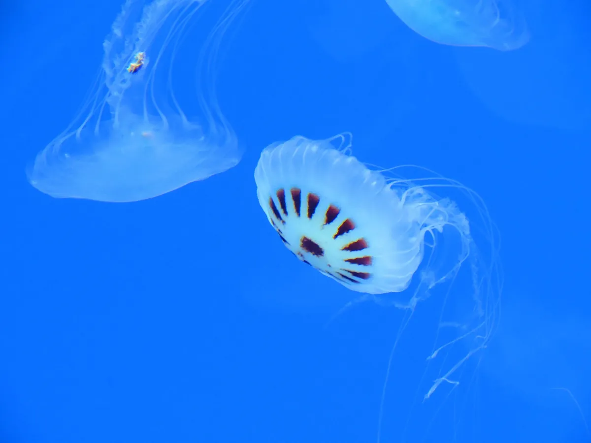 Aquarium of Veracruz