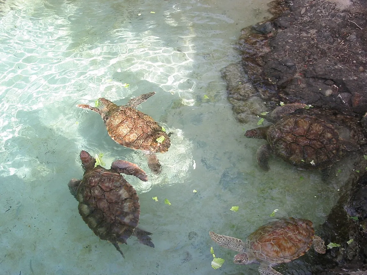 Coral World Ocean Park