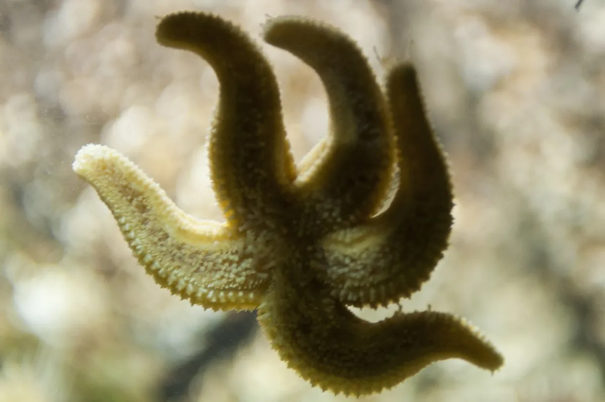 Galway Atlantaquaria