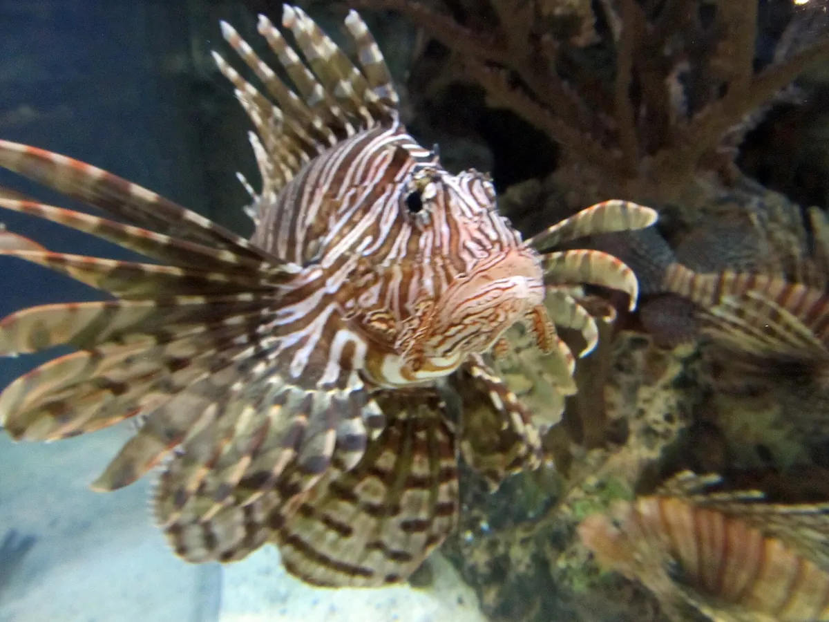 Shark Reef Aquarium at Mandalay Bay