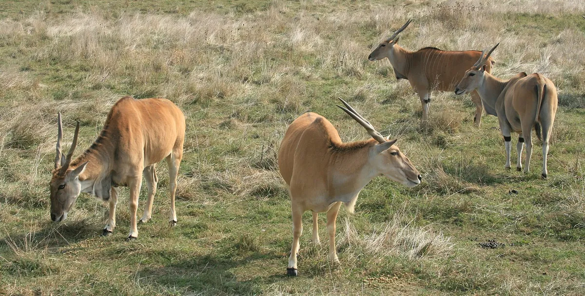 The Wilds