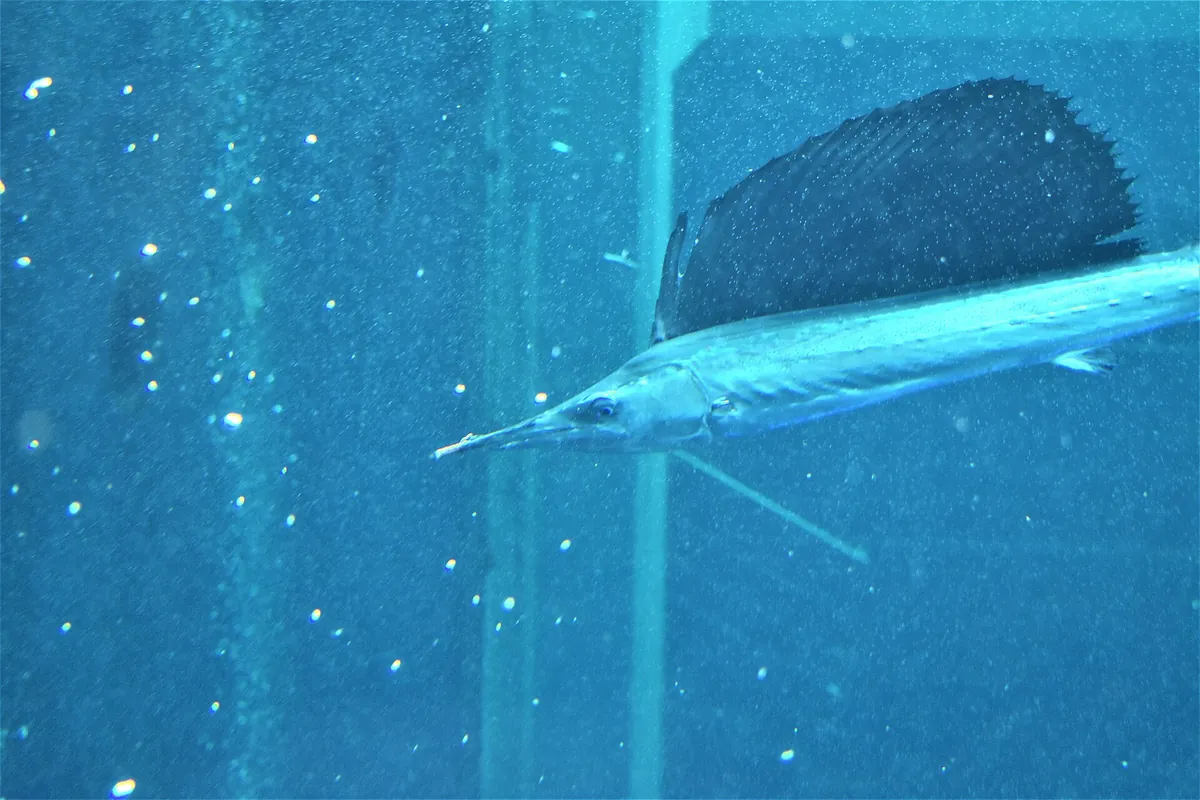 Aquamarine Fukushima