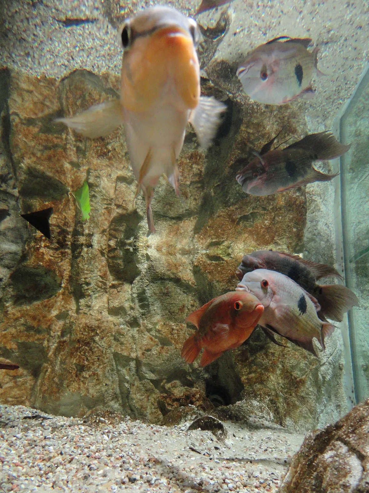 Aquarium du Limousin