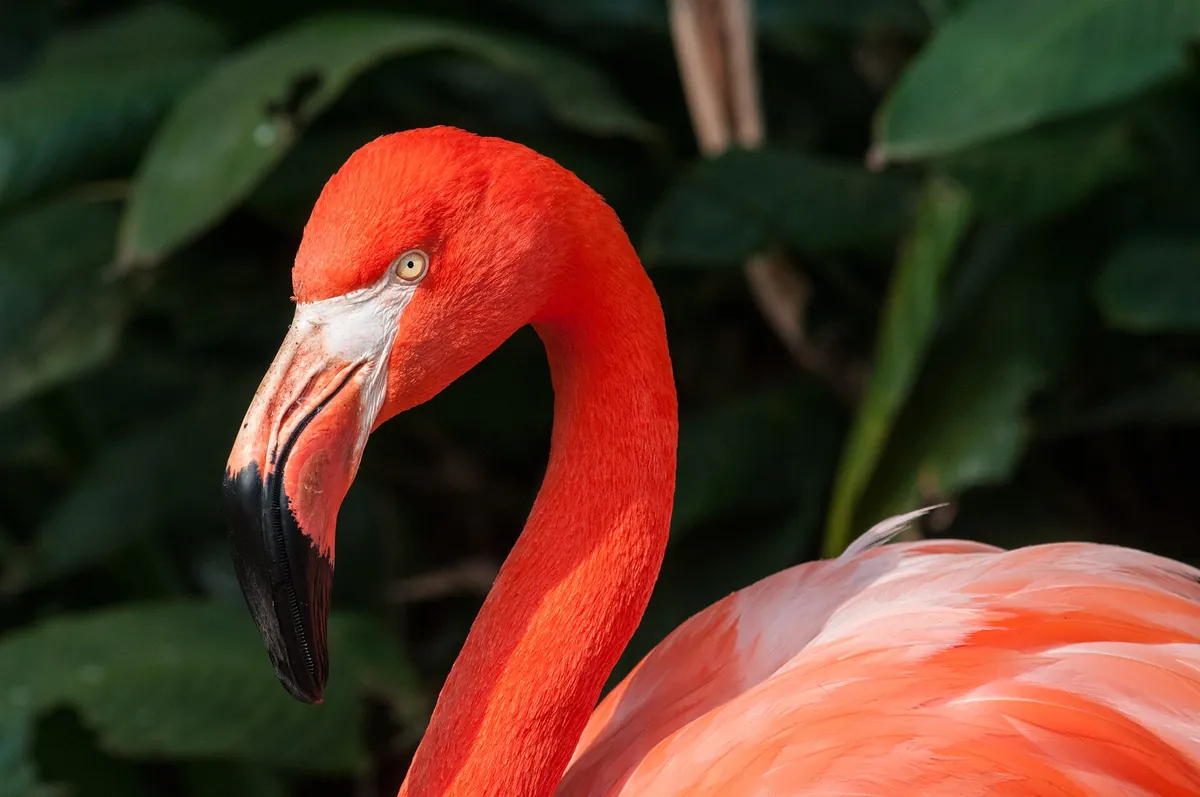 São Paulo Zoo