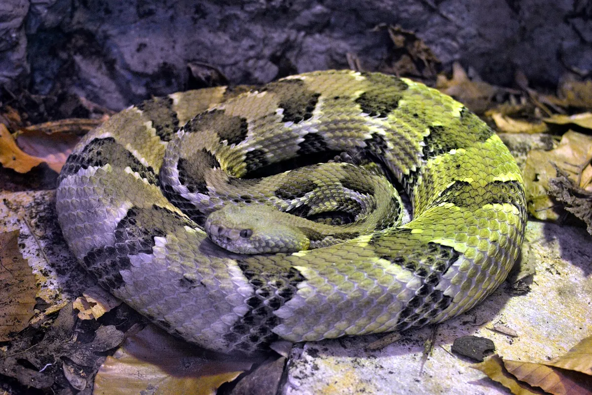 Virginia Living Museum