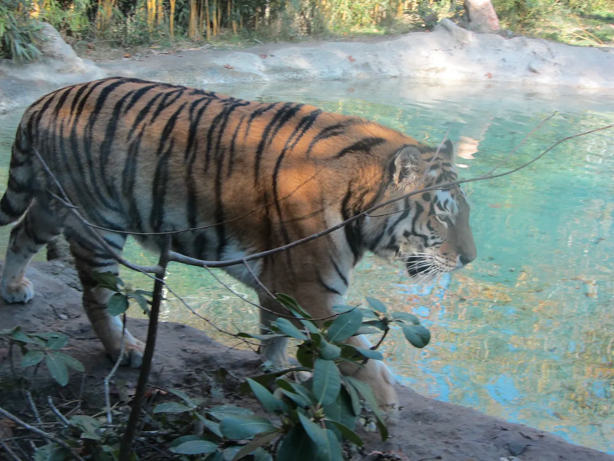 Parco Natura Viva, Garda Zoological Park