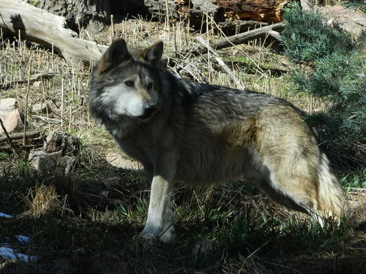 Cheyenne Mountain Zoological Park