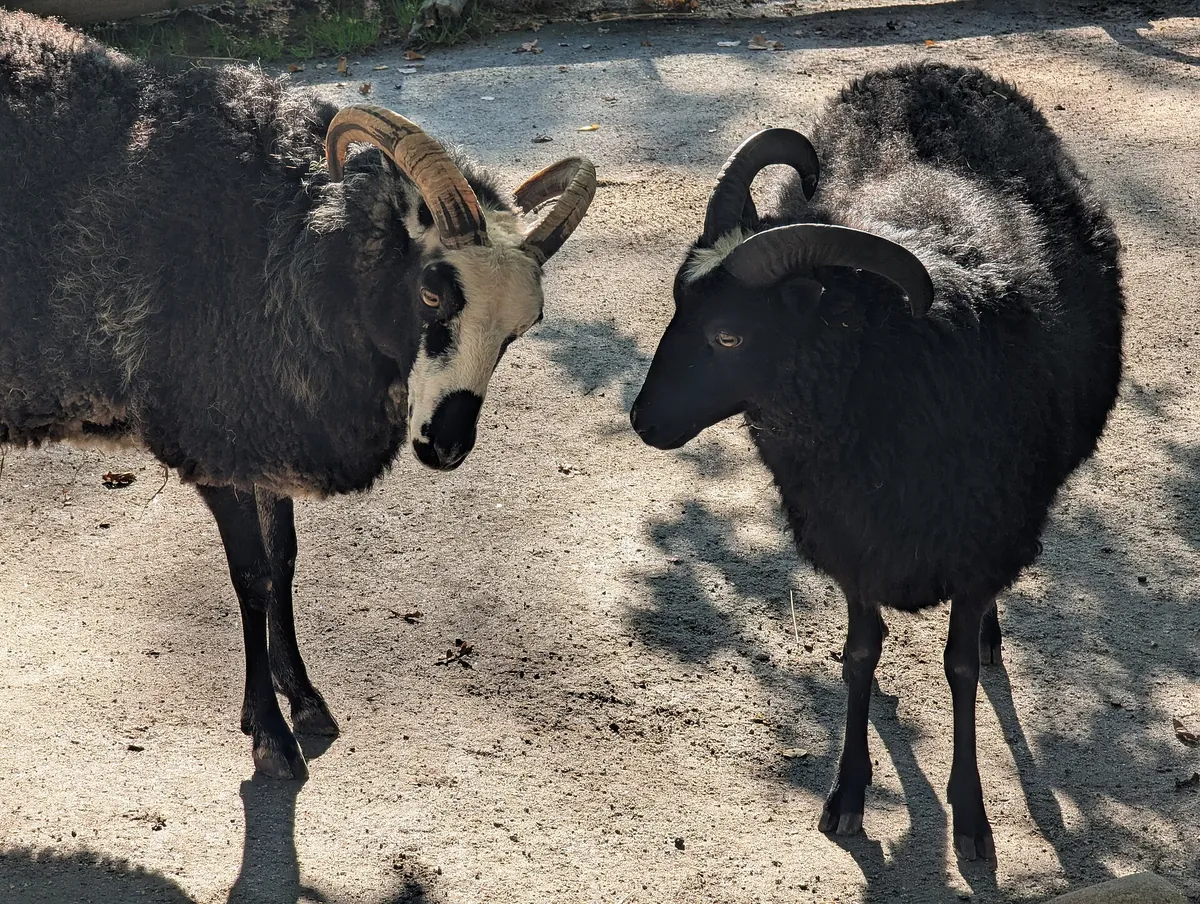 Skansen
