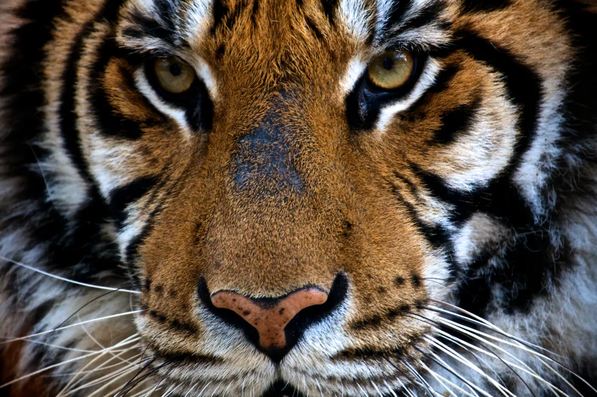 Castellar Zoo