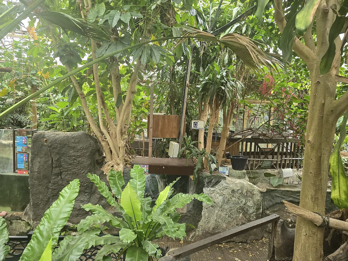 The Living Rainforest