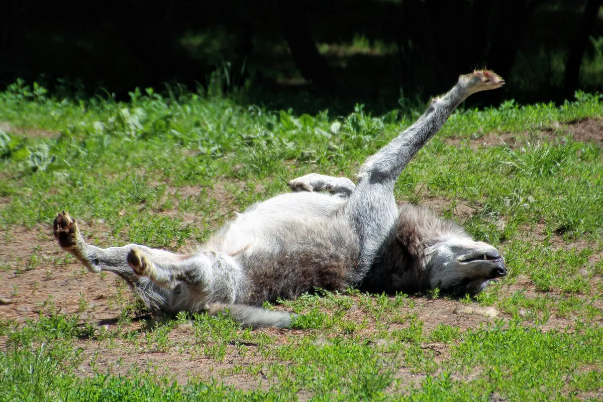 Givskud Zoo