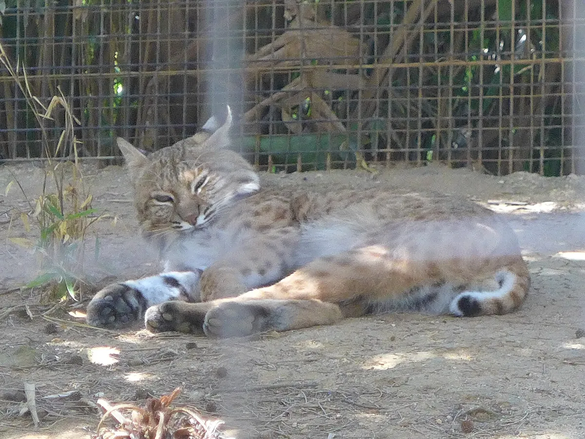 ZOO DE LAGOS