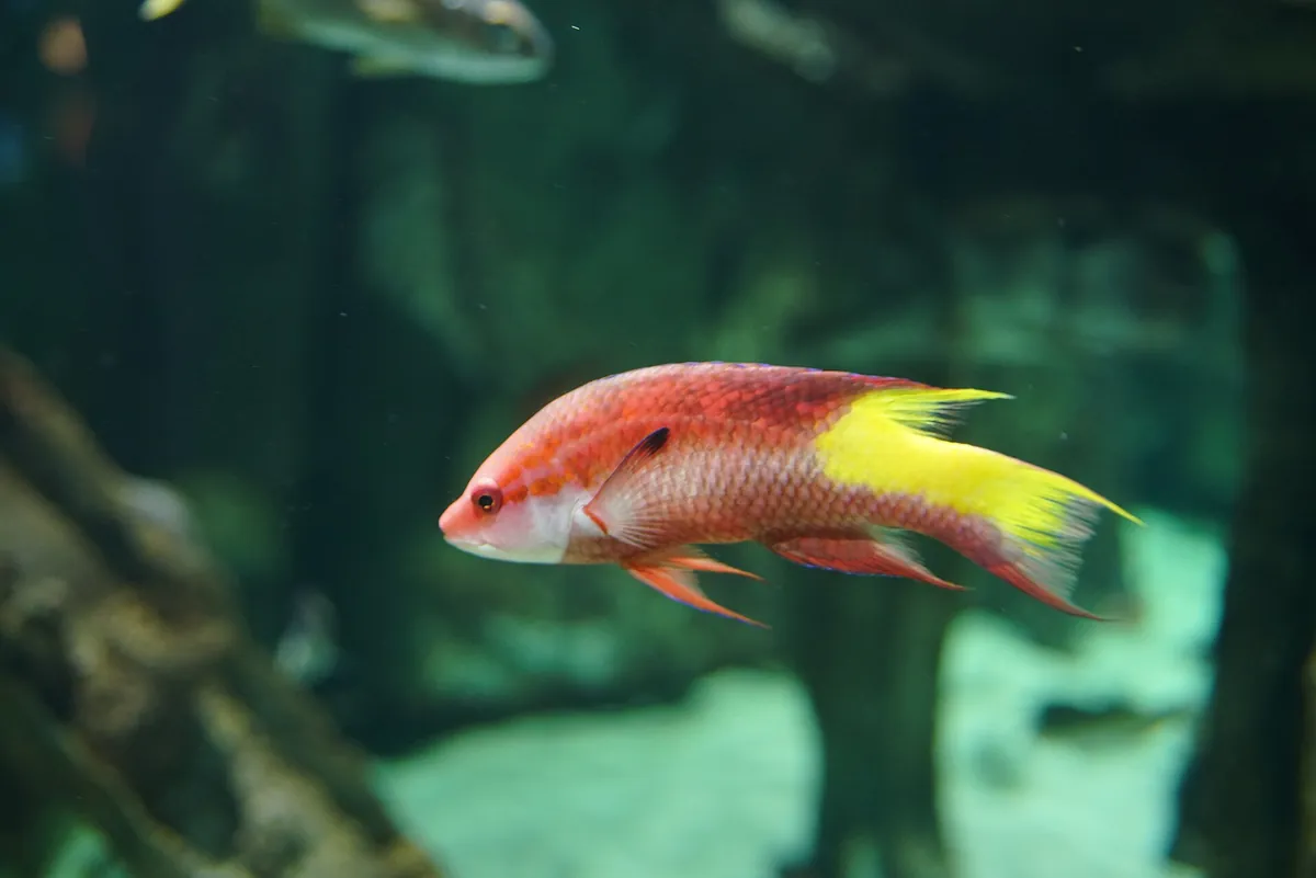 North Carolina Aquarium at Pine Knoll Shores