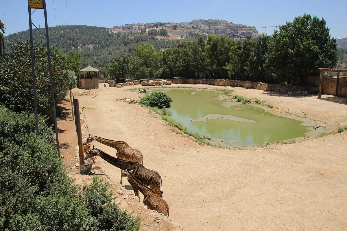 The Tisch Family Zoological Gardens – The Biblical Zoo