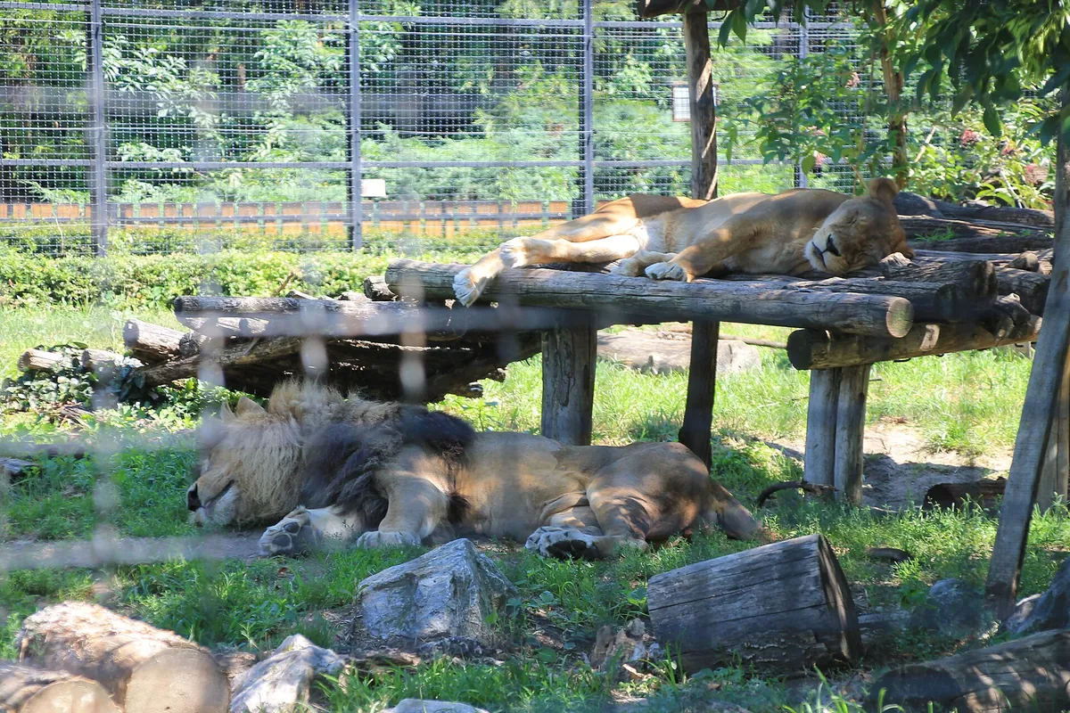 Palić Zoo