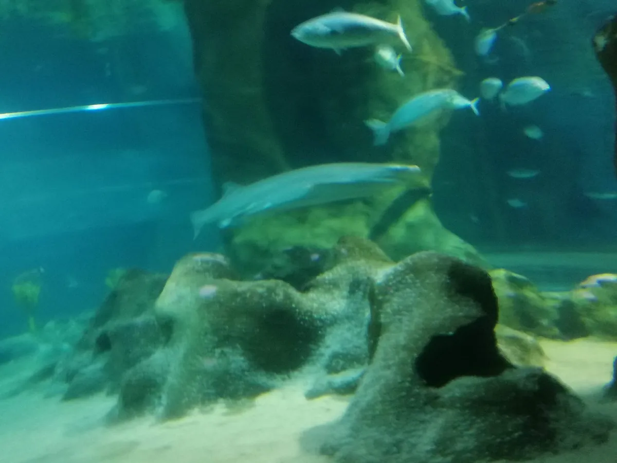 National Aquarium of New Zealand