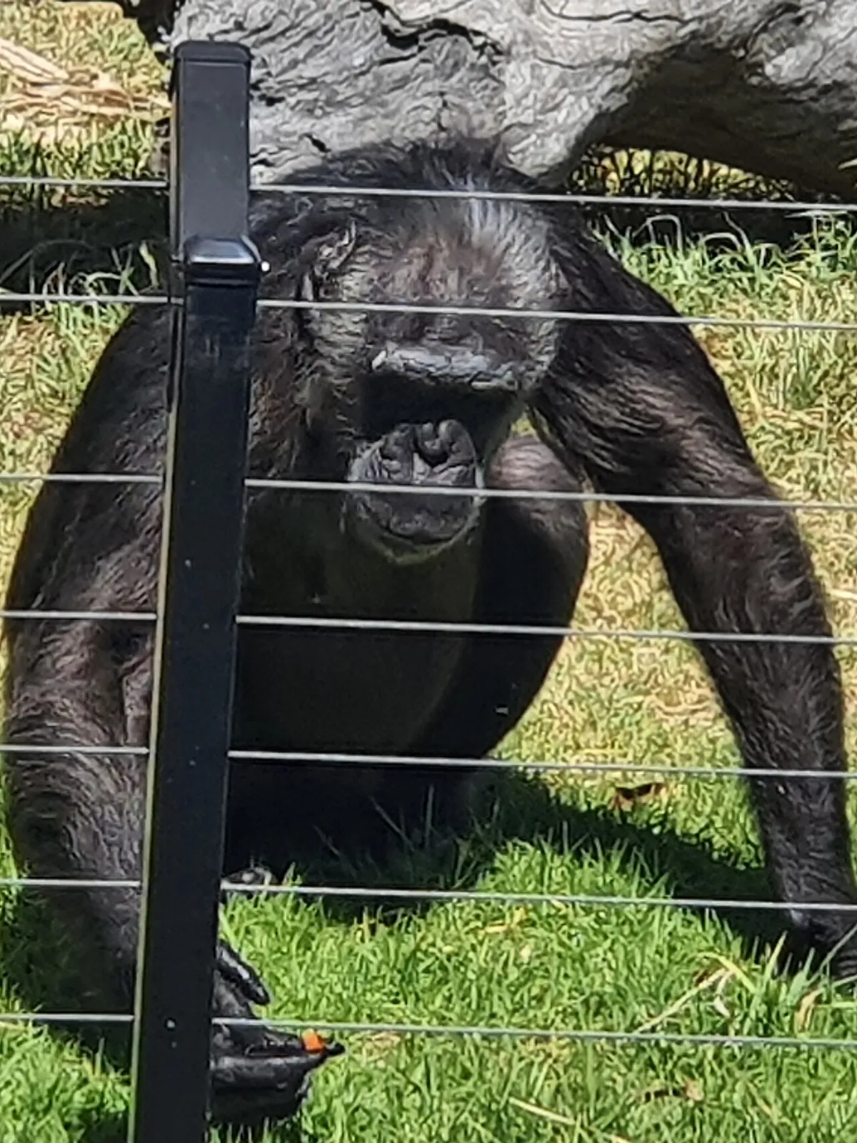 Sydney Zoo