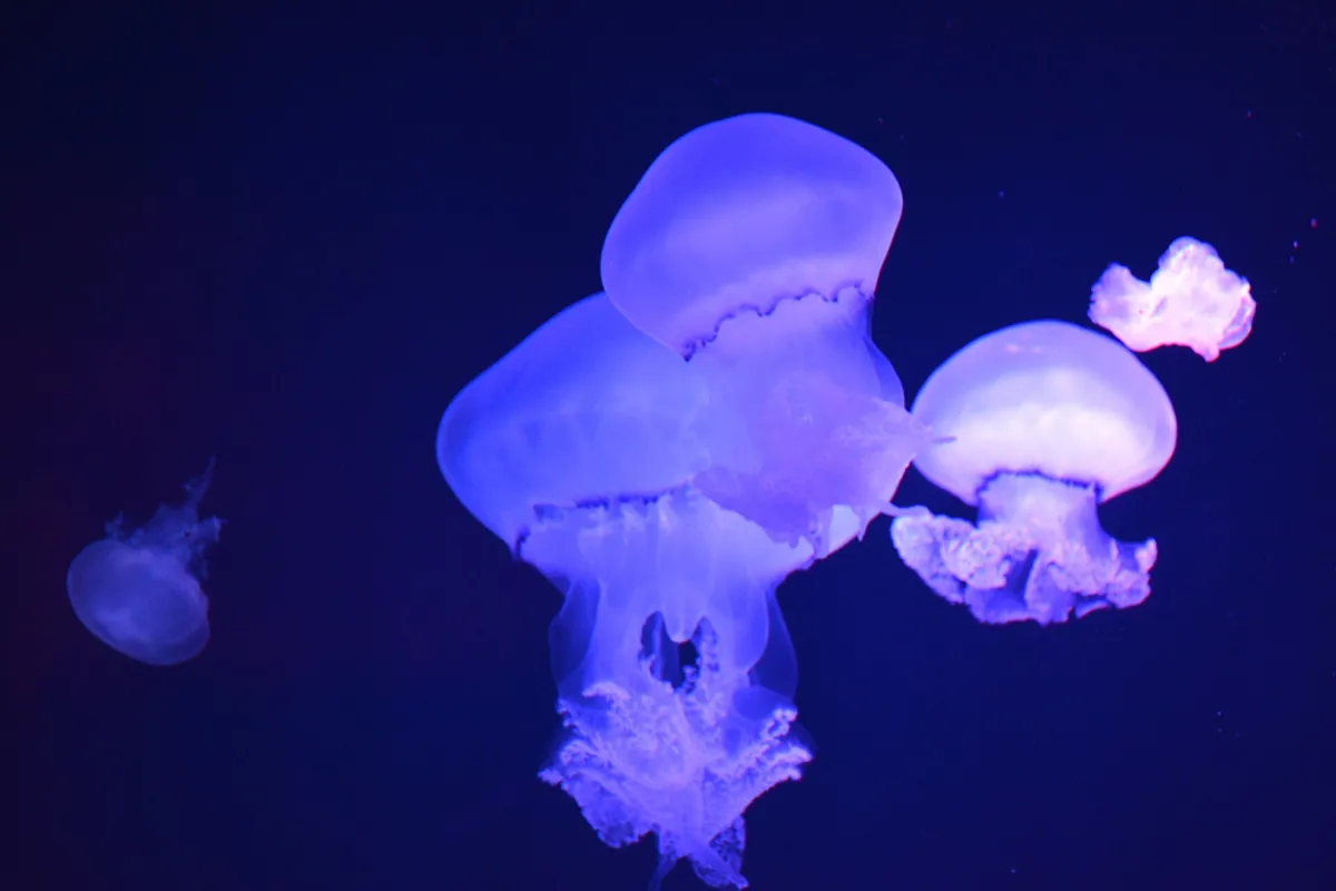 Sea Life İstanbul