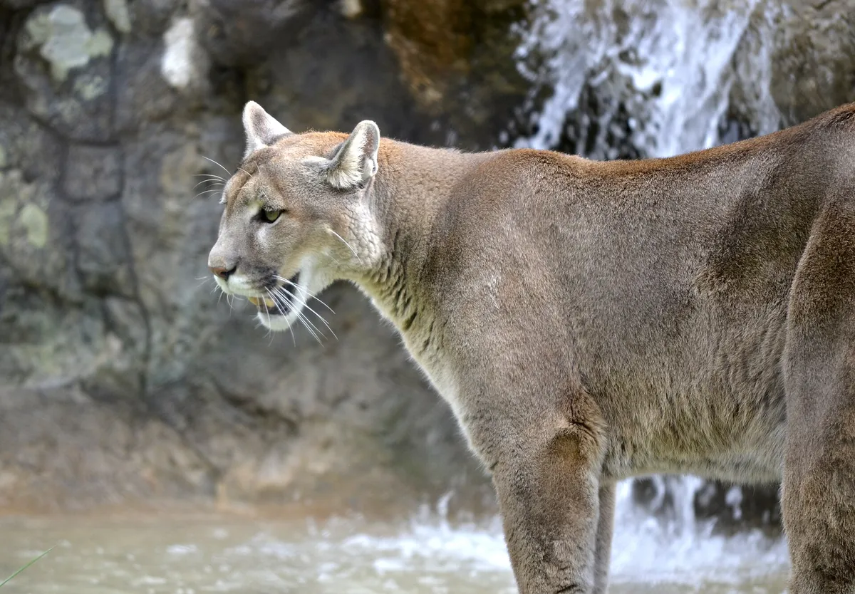 Dickerson Park Zoo