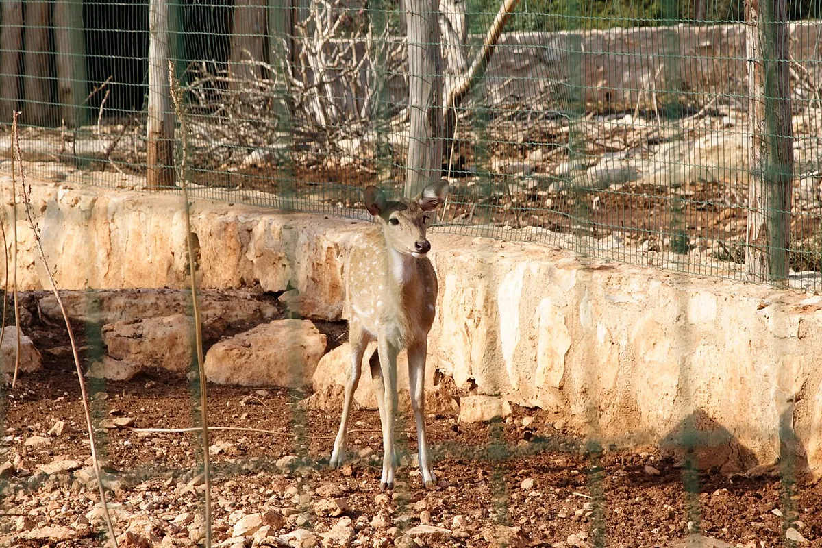 Paphos Zoo