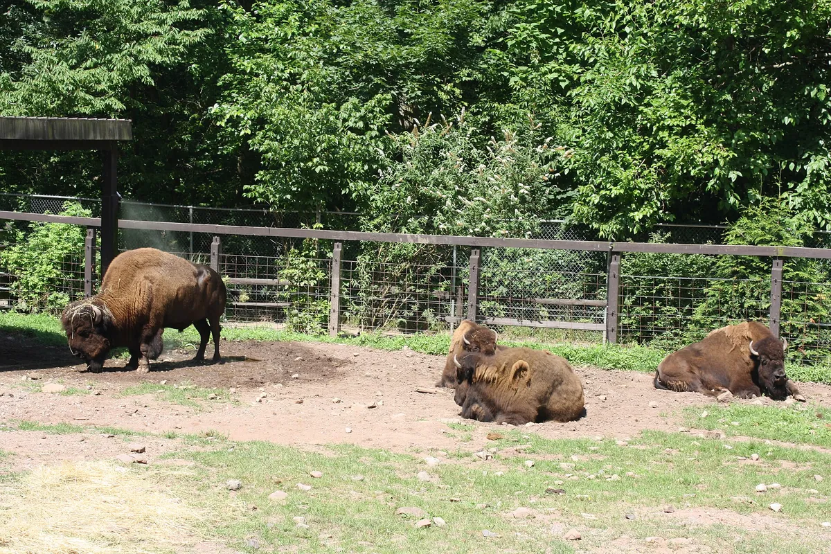 Elmwood Park Zoo