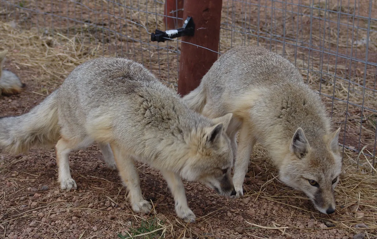 Colorado Wolf & Wildlife Center