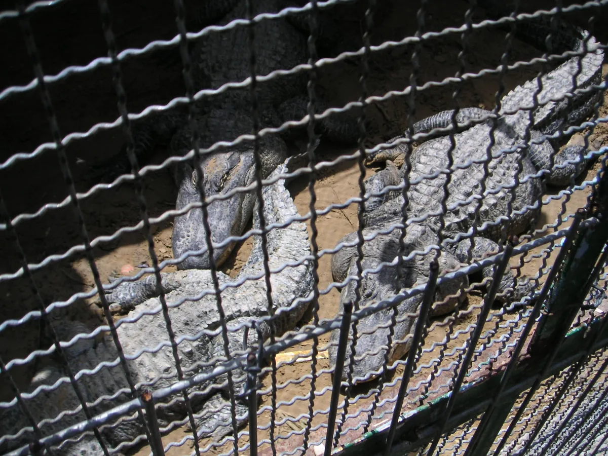Qalqilya Zoo