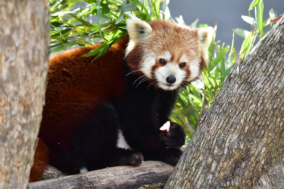 Seneca Park Zoo