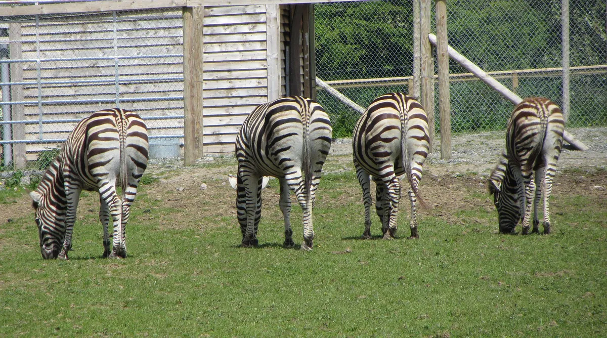 Folly Farm