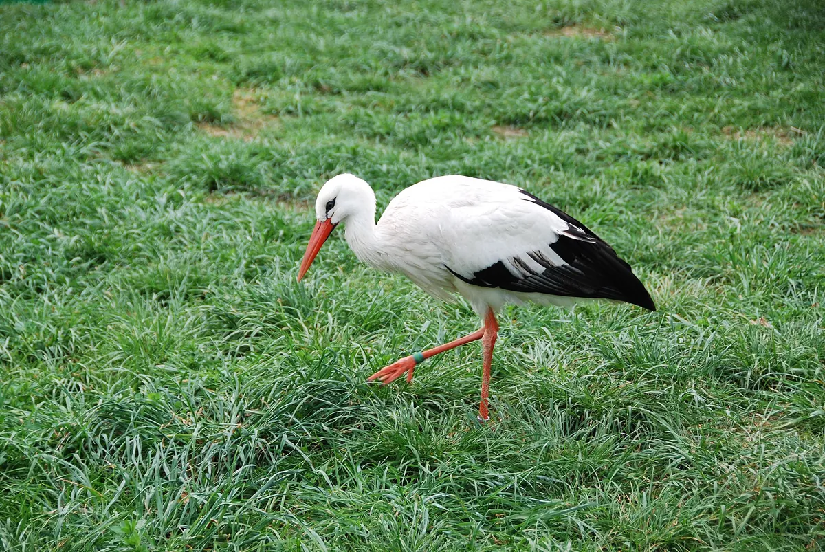 Tierpark Ueckermünde