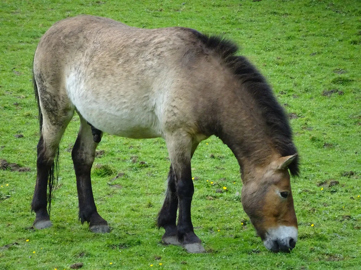 Tiergarten Kleve