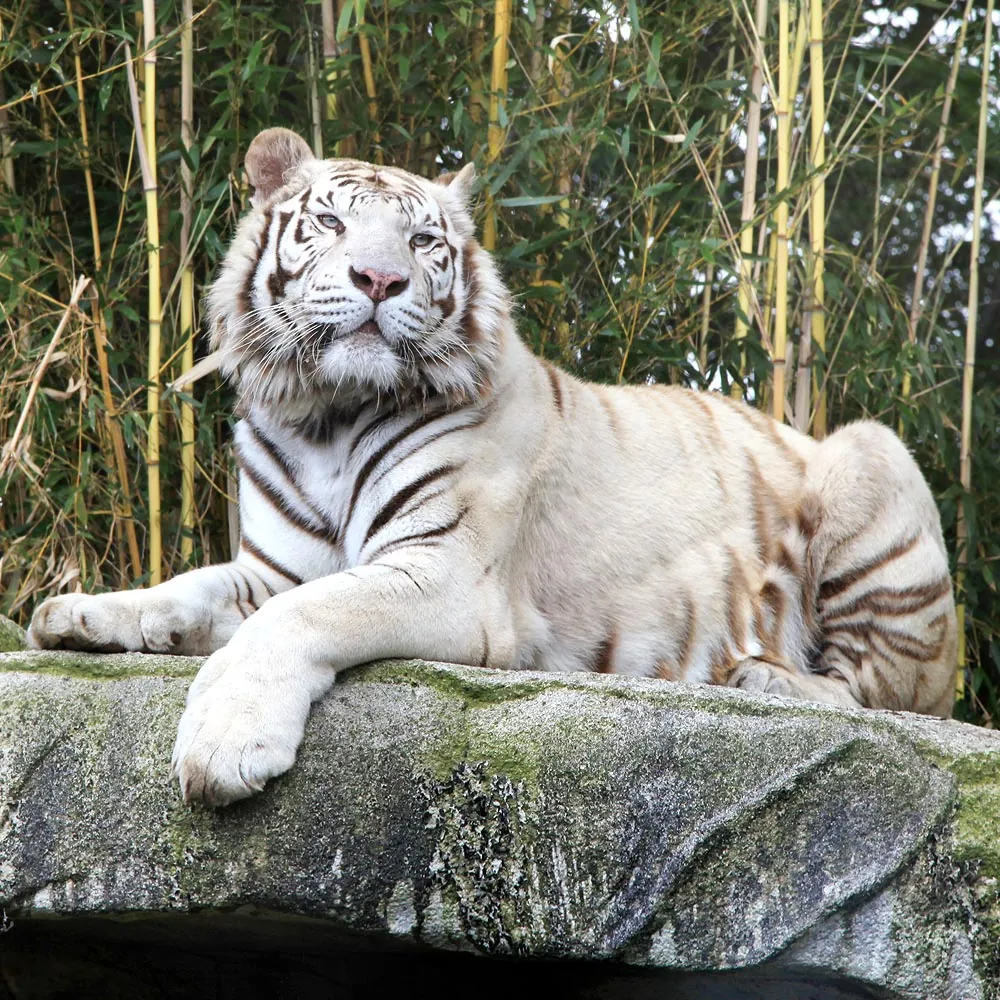 Asson Zoo
