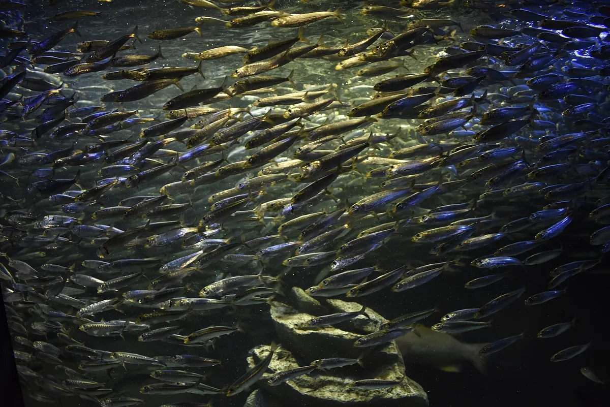 Sunshine Aquarium