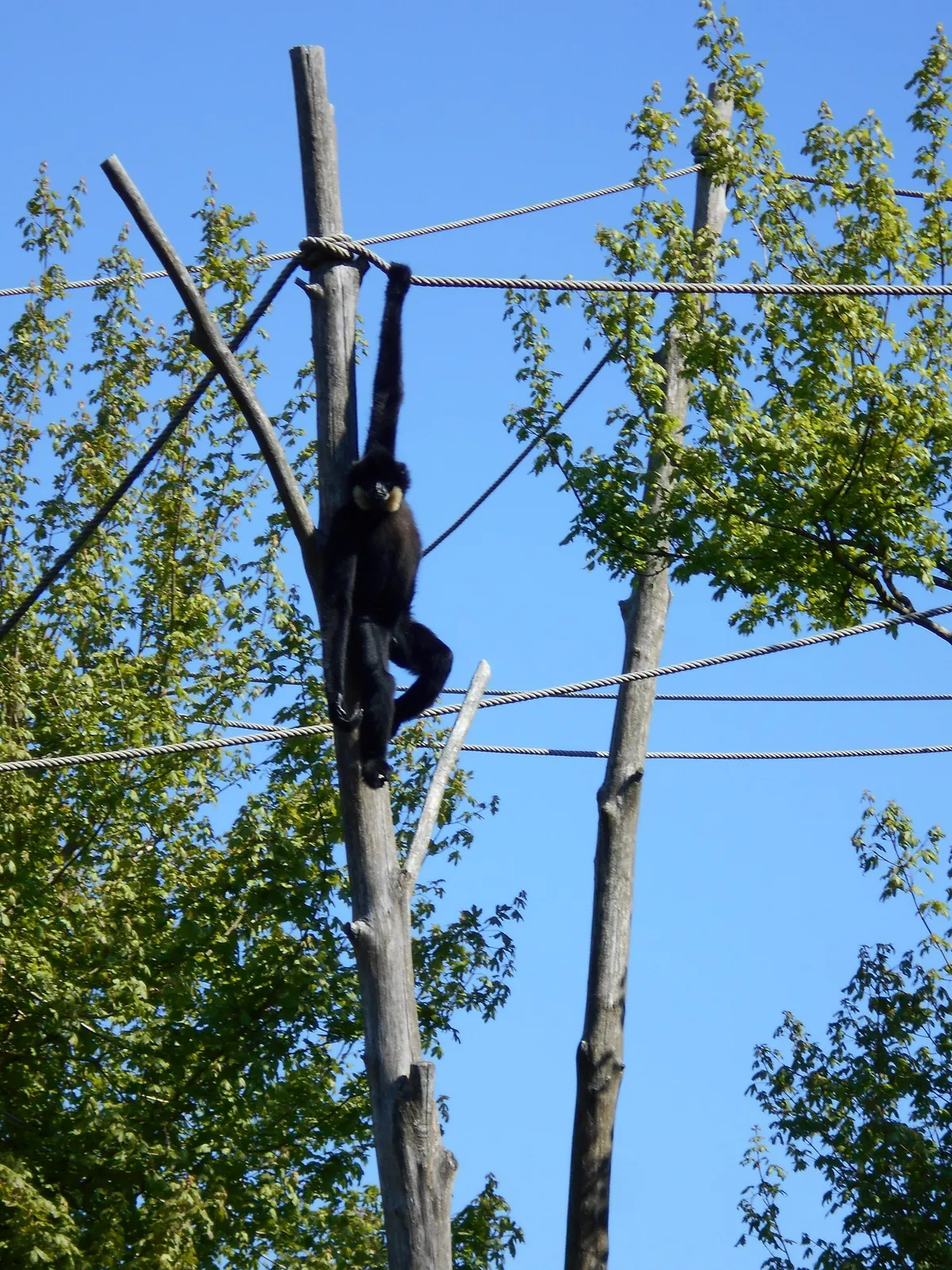 Parc zoologique de Champrepus